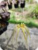 Bulbophyllum Lion King